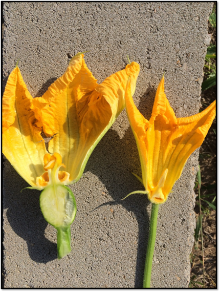 How are your squash doing? 